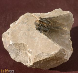 Cyphaspis agayuara CHATTERTON et al., 2006