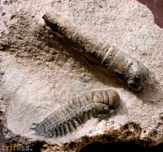 Crotalocephalina gibbus (BEYRICH, 1845)