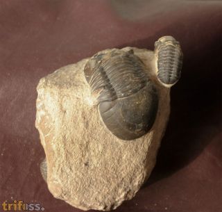 Paralejurus elayounensis SCHRAUT 2000