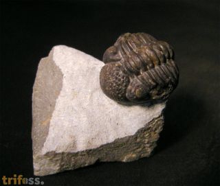 Geesops schlotheimi (BRONN, 1825)