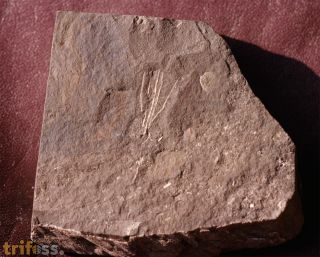 Pisocrinus sp.