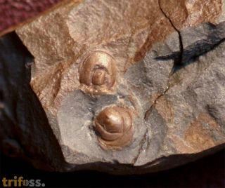 Hypagnostus parvifrons (LINNARSSON,1869)