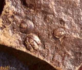Onymagnostus hybridus (BRGGER 1878)