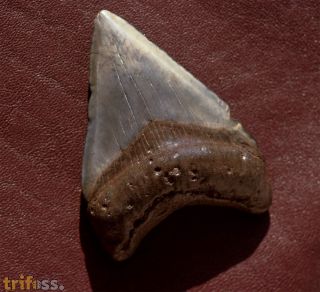 Carcharocles megalodon (Agassiz, 1843)