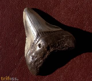 Carcharocles megalodon (Agassiz, 1843)