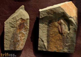 Hamatolenus (Hamatolenus) vincenti GEYER 2004