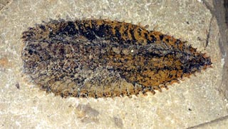Phyllograptus sp.