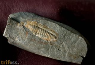 Protolenus sp.