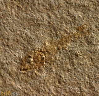 Notagogus denticulatus AGASSIZ, 1843