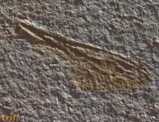 Mesuropetala cf muensteri GERMAR 1839