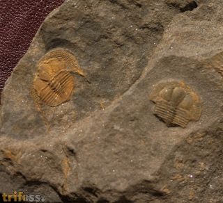 Deanaspis goldfussi (BARRANDE, 1846)