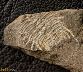 Miraspis mira (BARRANDE, 1846)