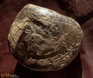 Plagiostoma planicosta (HARBORT)