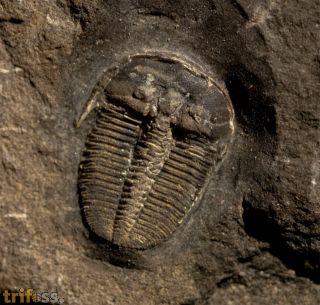 Aulacopleura konincki (BARRANDE, 1846)