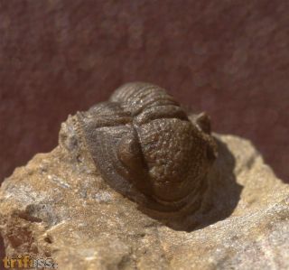 Gerastos cultrijugatus (R.&E. RICHTER 1918)