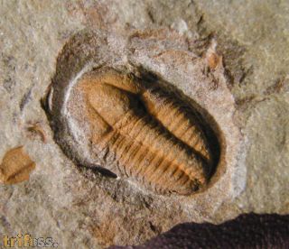 Ornamentaspis destombesi Geyer 1990