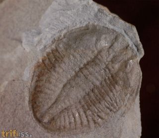 Ogyginus corndensis (MURCHISON,1839)