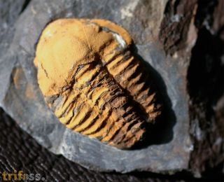 Agraulos ceticephalus (Barrande, 1846)