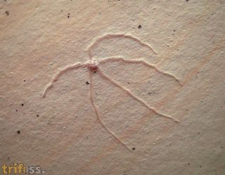 Geocoma carinata GOLDFUSS