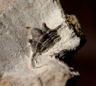 Cyphaspis ceratophthalmus (Goldfuss,1843)