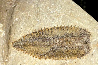 Phyllograptus sp.
