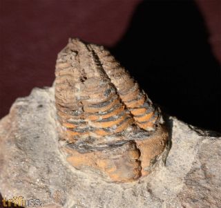 Colpocoryphe rouaulti HENRY, 1970