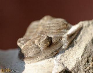 Asteropyge comes BASSE, 2003