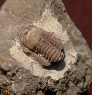 Gerastos catervus  (van Viersen, 2006)