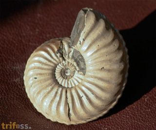 Pleuroceras transiens (Frentzen 1937)