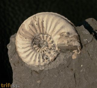 Pleuroceras transiens (Frentzen 1937)