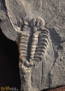 Selenopeltis inermis (Beyrich, 1846)