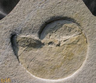 Neochetoceras steraspis (OPPEL, 1863)