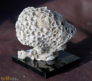 Cyathophora sp.