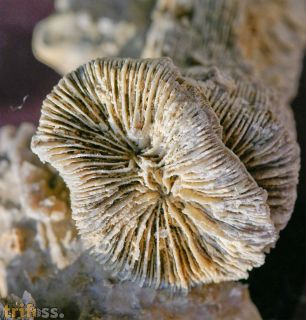 Montlivaltia sp.