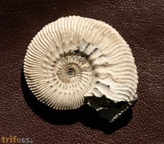 Kosmoceras cf. medea Callomon 1955