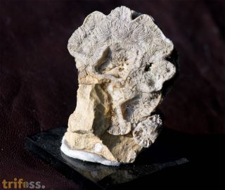 Gyrodendron proliferum (Becker 1875)