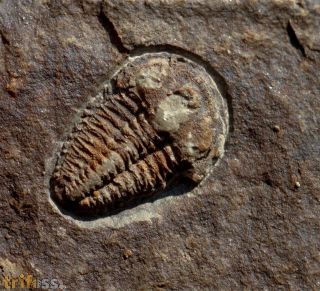 Kingaspoides brevifrons (Hupe, 1953)