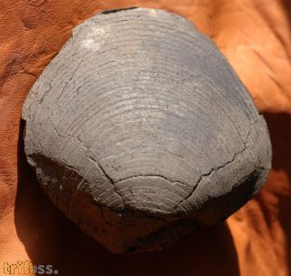 Camptonectus cinctus