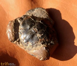 Zanthopsis leachi (Desmarest, 1822)