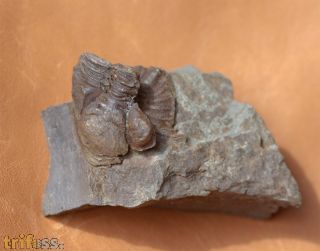 Asteropyge sp.