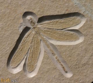 Stenophlebia latreilli (GERMAR, 1839)