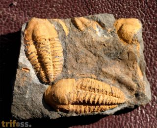 Agraulos ceticephalus (Barrande, 1846)