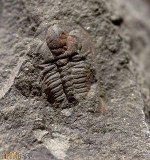 Paradoxides gracilis (BOECK, 1827)