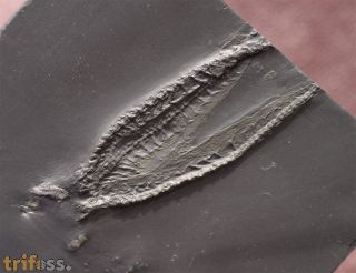 Loriolaster mirabilis (Strtz,, 1886)