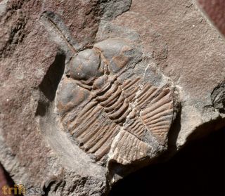 Cnemidopyge nuda nuda (MURCHISON, 1839)