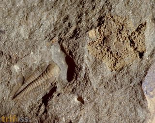 Stromatocystites pentangularis & Paradoxides gracilis