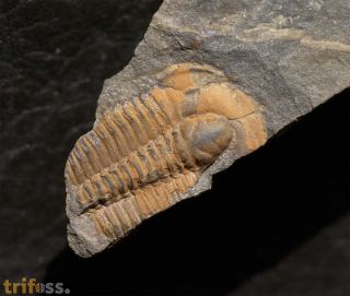 Ptychoparella longus  (PALMER, 1979)