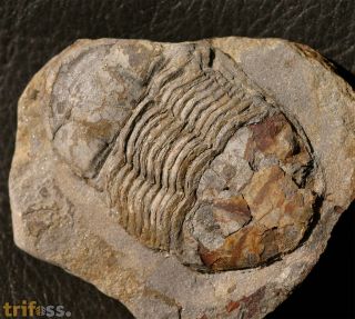 Ectillaenus katzeri (Barrande, 1872)