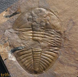 Ogyginus corndensis (MURCHISON,1839)