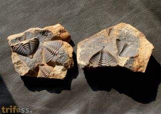Dalmanitina socialis (BARRANDE, 1846)